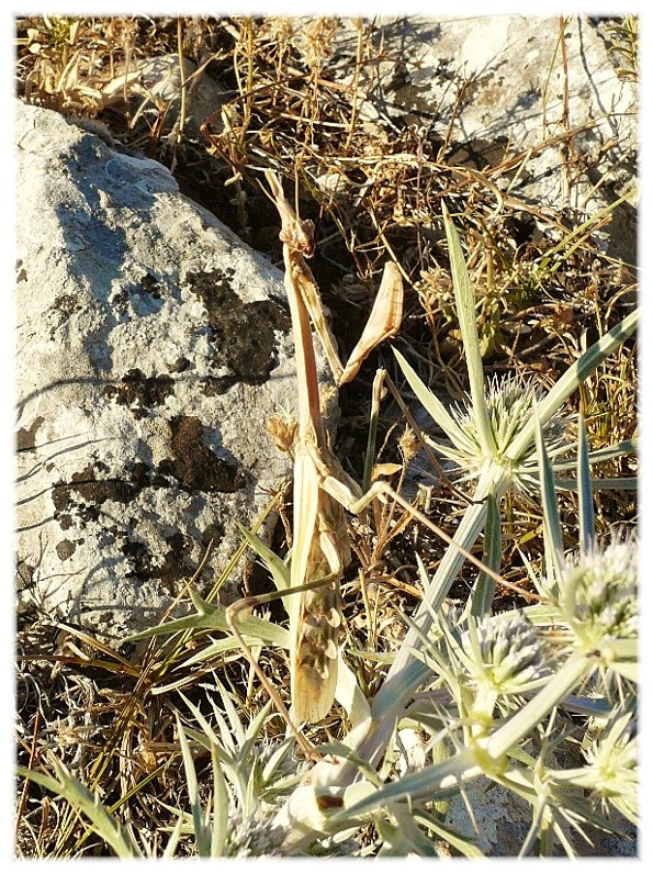 Empusa pennata....?